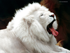 White Lion Wallpaper Image